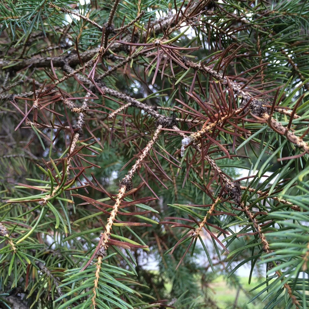  Rhizosphaera Needle Cast  
Common Hosts: White Spruce, Colorado Spruce