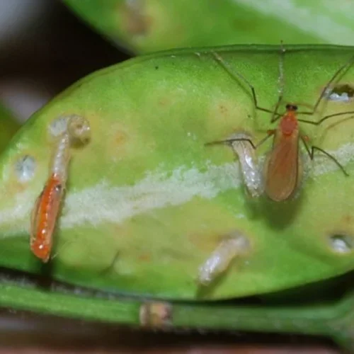  Boxwood Leaf Miner  
Common Hosts: Boxwood