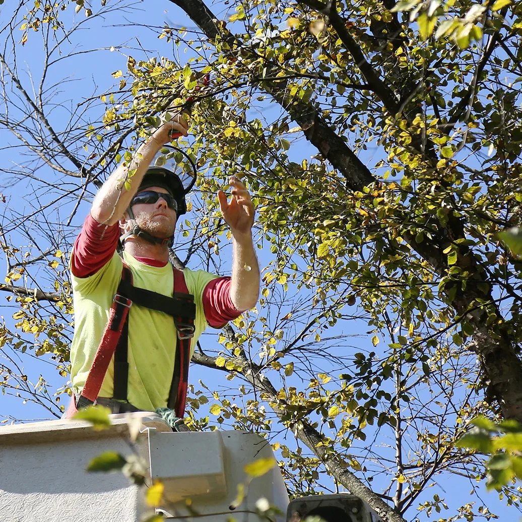  Tree Services  
Trees in parks (and golf courses) need to be healthy, beautiful, and safe. We're here to provide all the services needed to make your parks as beautiful as possible