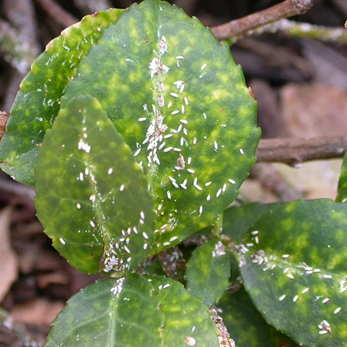  Euonymus Scale  
Common Hosts: Vining/Creeping Euonymus