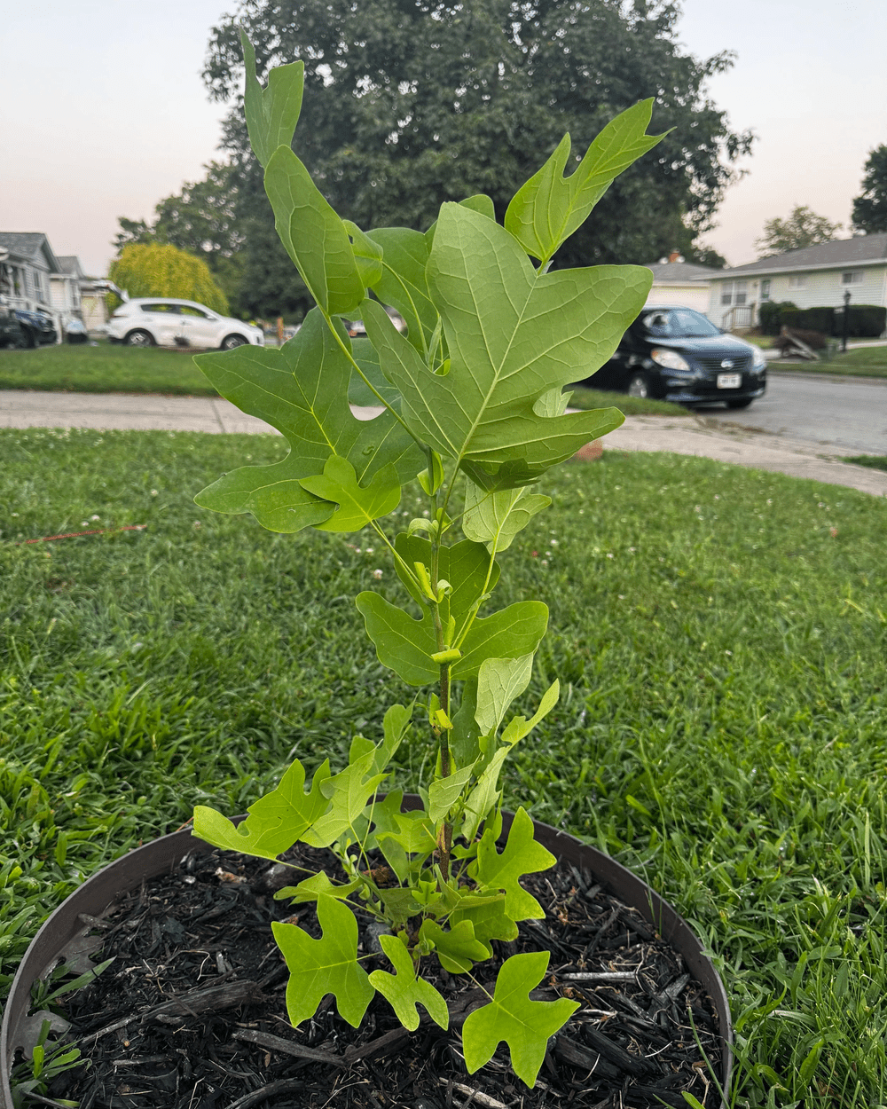 Russell Tree Russell Tree Experts — Arbor Day 2026