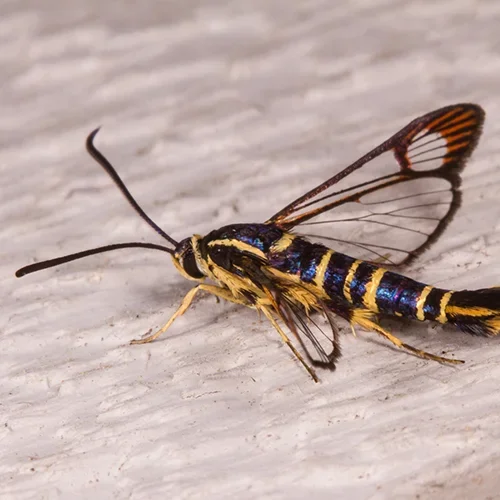  Dogwood Borer
  
Common Hosts: Dogwood