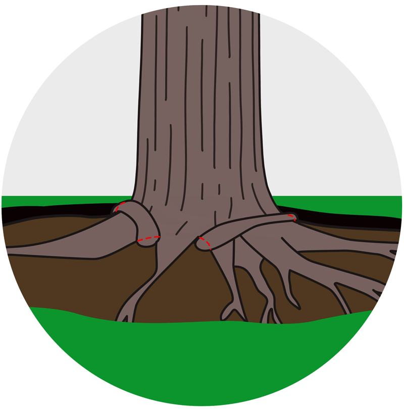  STEP 3  The arborist will then identify all the girdling roots and remove them using hand tools and/or a chainsaw.