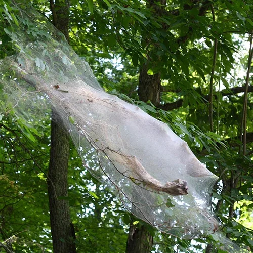  Fall Webworm  
Common Hosts: Honeylocust, Cherry