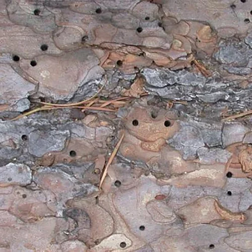  Conifer Bark Beetle  
Common Hosts: White Pine, Scotch Pine