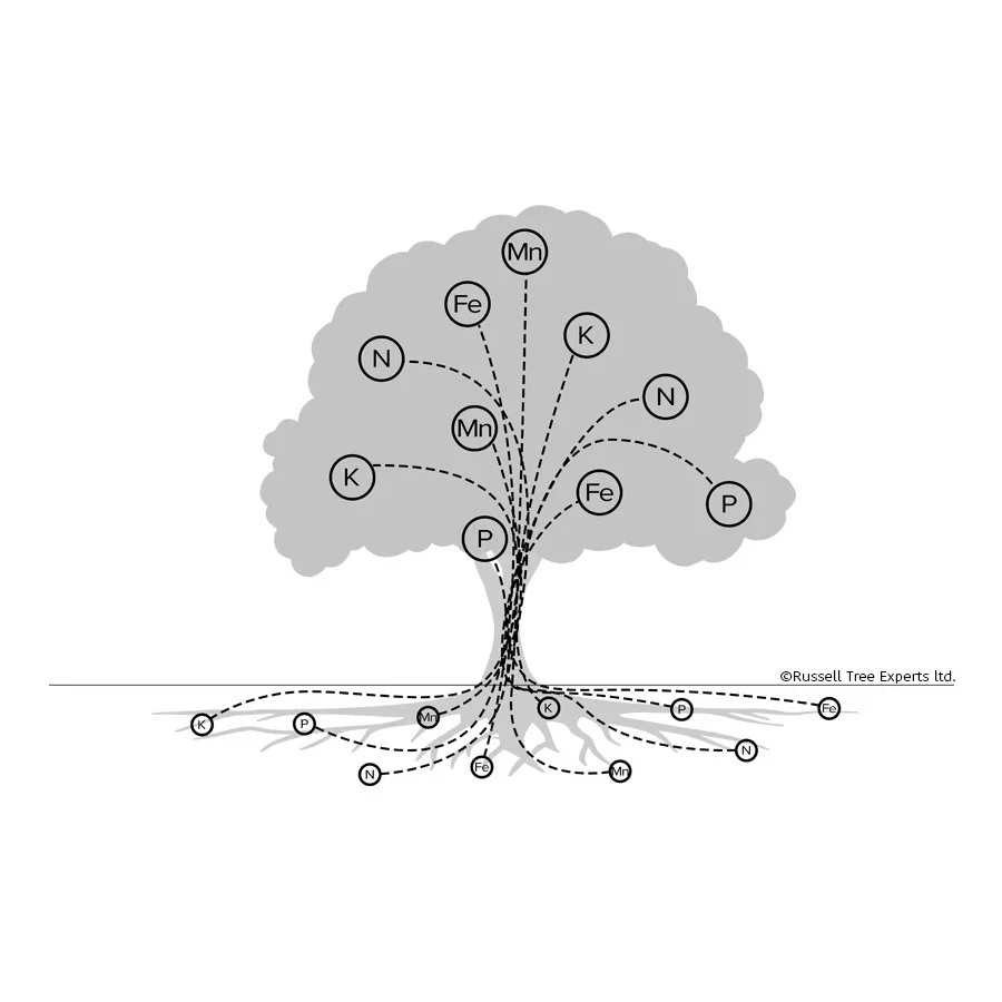 STEP 2 
Metabolic Processes   
The tree acquires carbon, hydrogen, and oxygen from the atmosphere and from water. Using light energy from the sun (photosynthesis), these are combined to produce glucose. Other essential nutrients are gathered from th