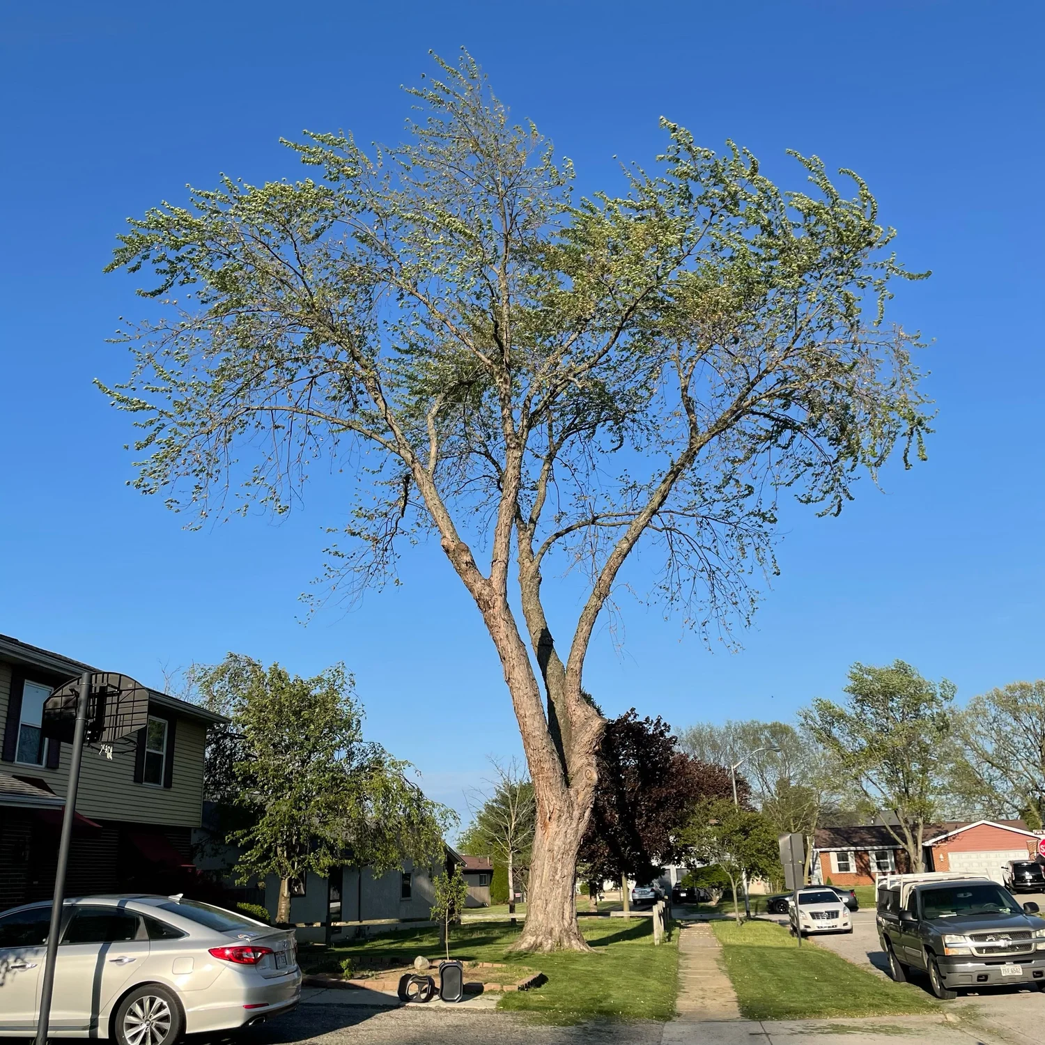 Russell Tree Experts — 6 Pruning Methods That Need To Be Stopped!