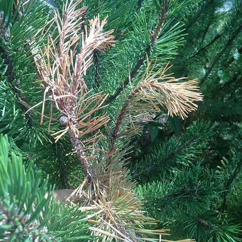  White Pine Weevil  
Common Hosts: White Pine, Spruce