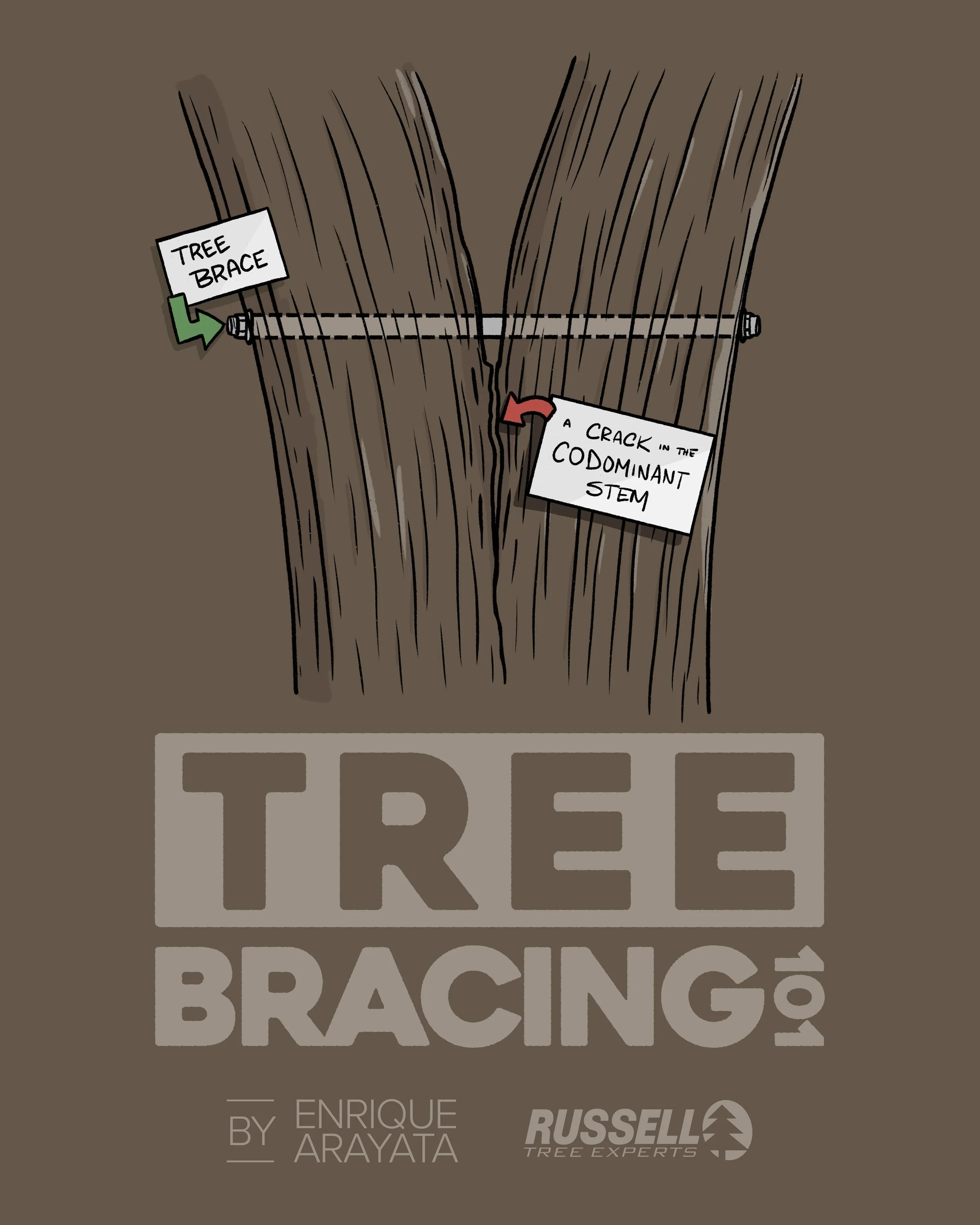 Russell Tree Experts — Tree Bracing 101