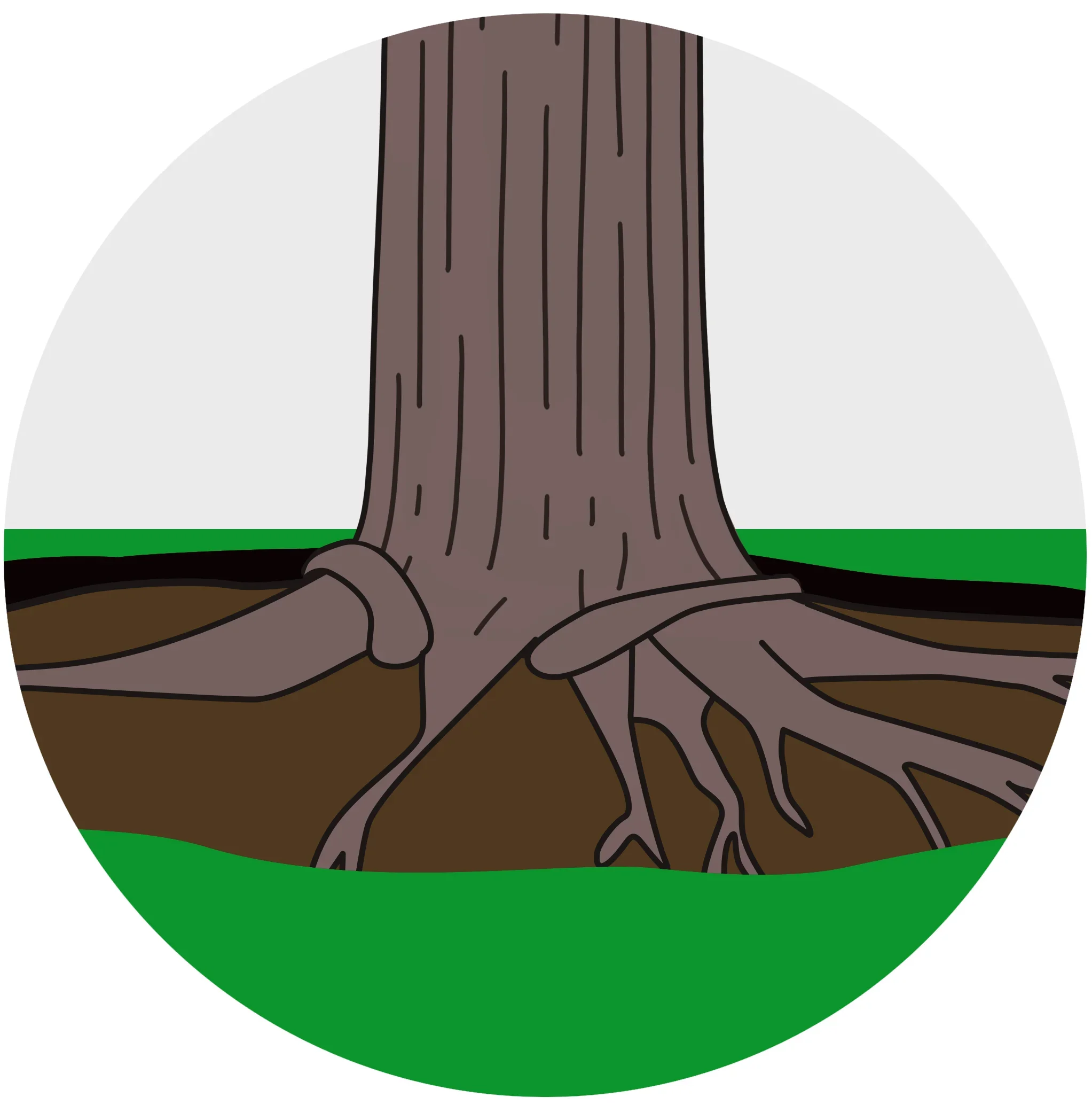  STEP 2  Using an air excavation device, the soil will be blasted to expose the tree’s root system below the surface. Don’t worry, the air excavation device only moves the soil and does not hurt the tree and its fibrous roots.