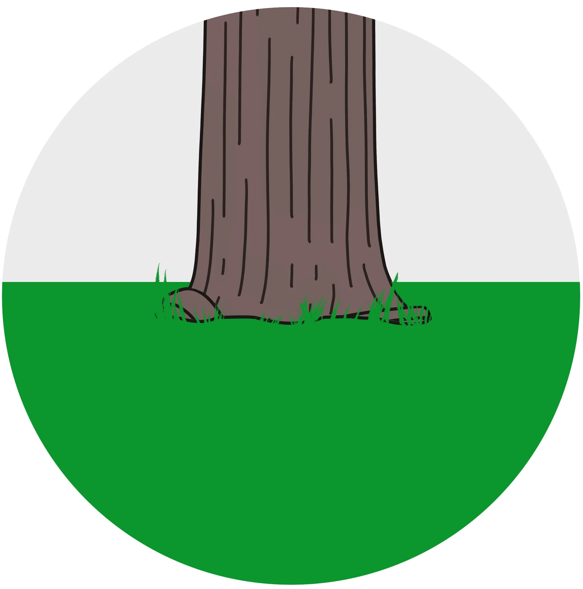  STEP 1  
Review the tree to see if any visible roots are wrapped around the base of the tree. Another symptom of girdling roots is die-back starting in the top of the tree.