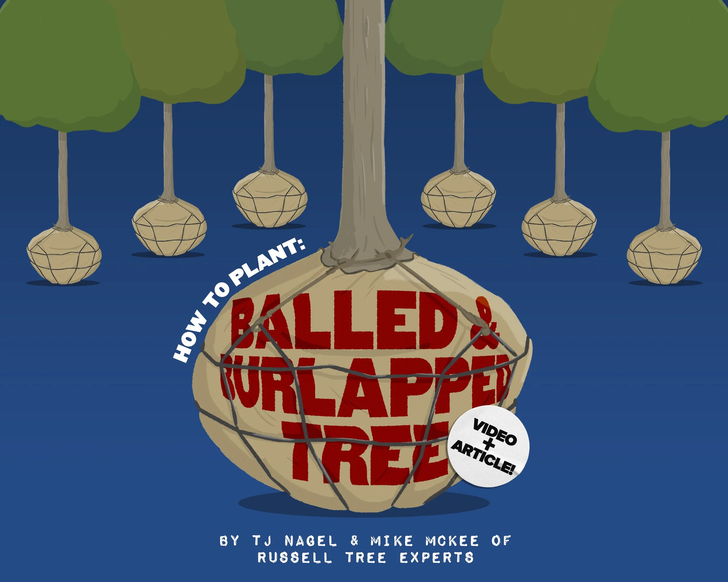 Russell Tree Experts — How to Plant a BalledandBurlapped Tree!