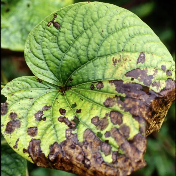  Anthracnos  
Common Hosts: Dogwood, Sycamore (others, but not as serious)