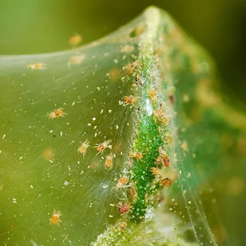  Spider Mite  
Common Hosts: Dwarf Alberta Spruce, Burning Bush, Spruce, many others