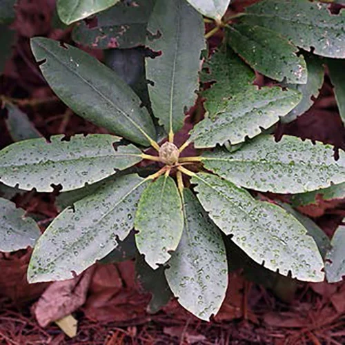  Black Vine Weevil  
Common Hosts: Taxus, Liriope
