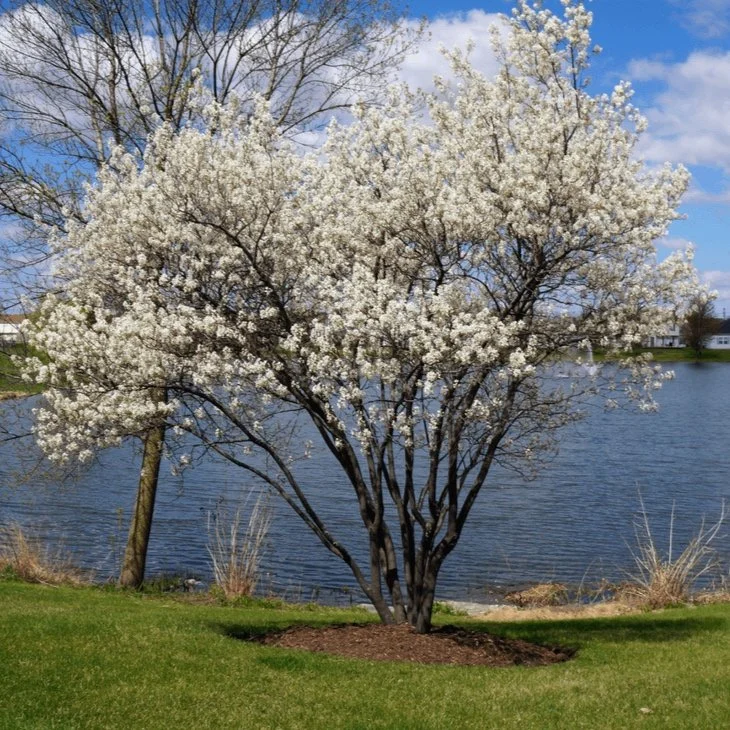 Spring Colour Tree Russell Tree Experts — 10 Trees to Add Spring Color to Your Landscape!