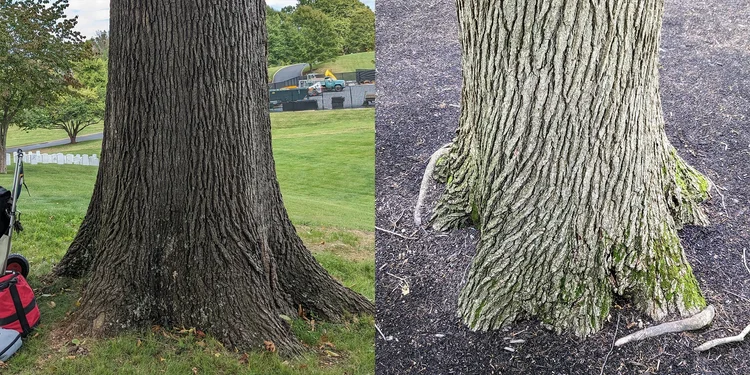 Russell Tree Experts — How to Plant a Balled-and-Burlapped Tree!