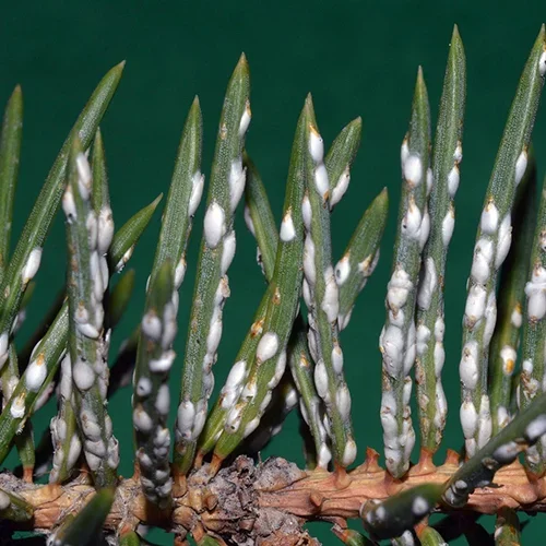  Pine Needle Scale  
Common Hosts: Mugo Pine, White Pine