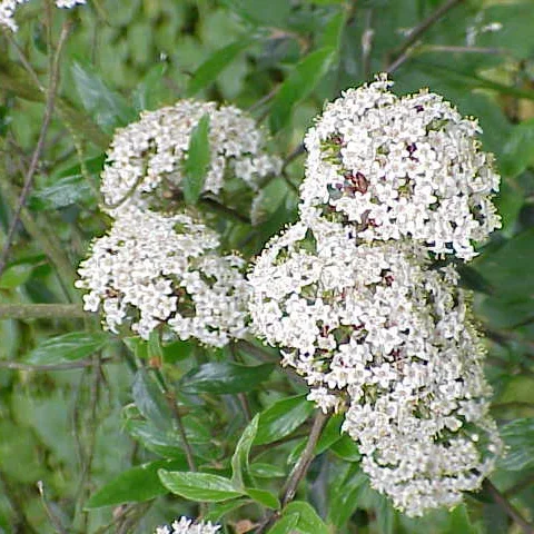  Viburnum Crown Borer  
Common Hosts: Fragrant Viburnums