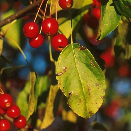  Apple Scab  
Common Hosts: Crabapple, Apple, Quince, Pear, Hawthorn, Serviceberry, Mountain Ash