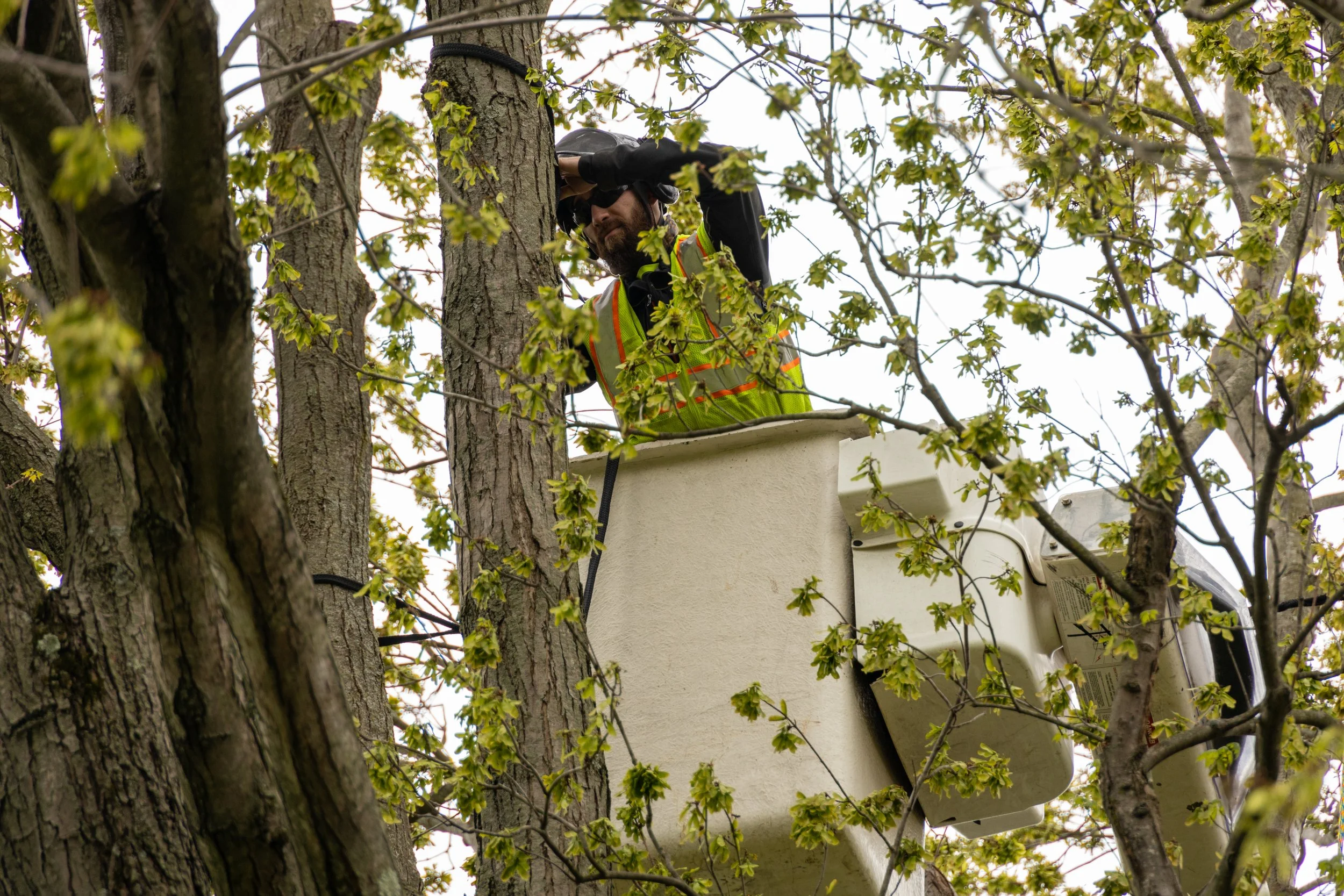 210416_RTE_DSLR_HarlemTreePruning-1.jpg