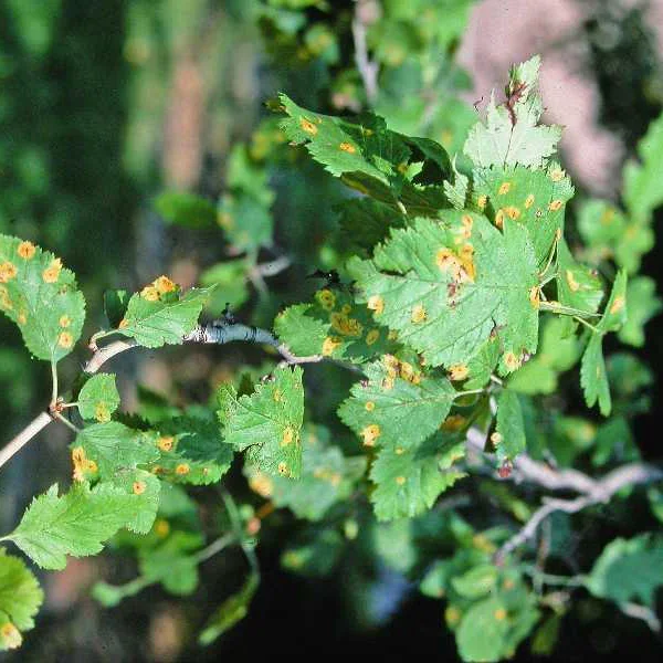  Cedar-Hawthorn Rust  
Common Hosts: Juniper, Hawthorn