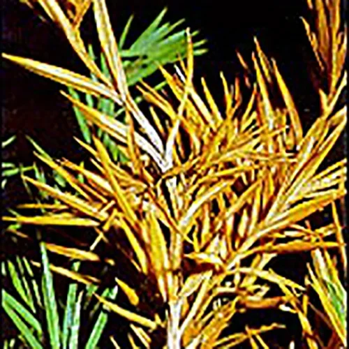  Phomopsis Tip Blight  
Common Hosts: Juniper