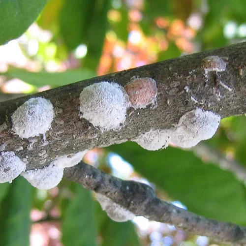  Magnolia Scale  
Common Hosts: Magnolia (excluding Sweetbay and Southern)