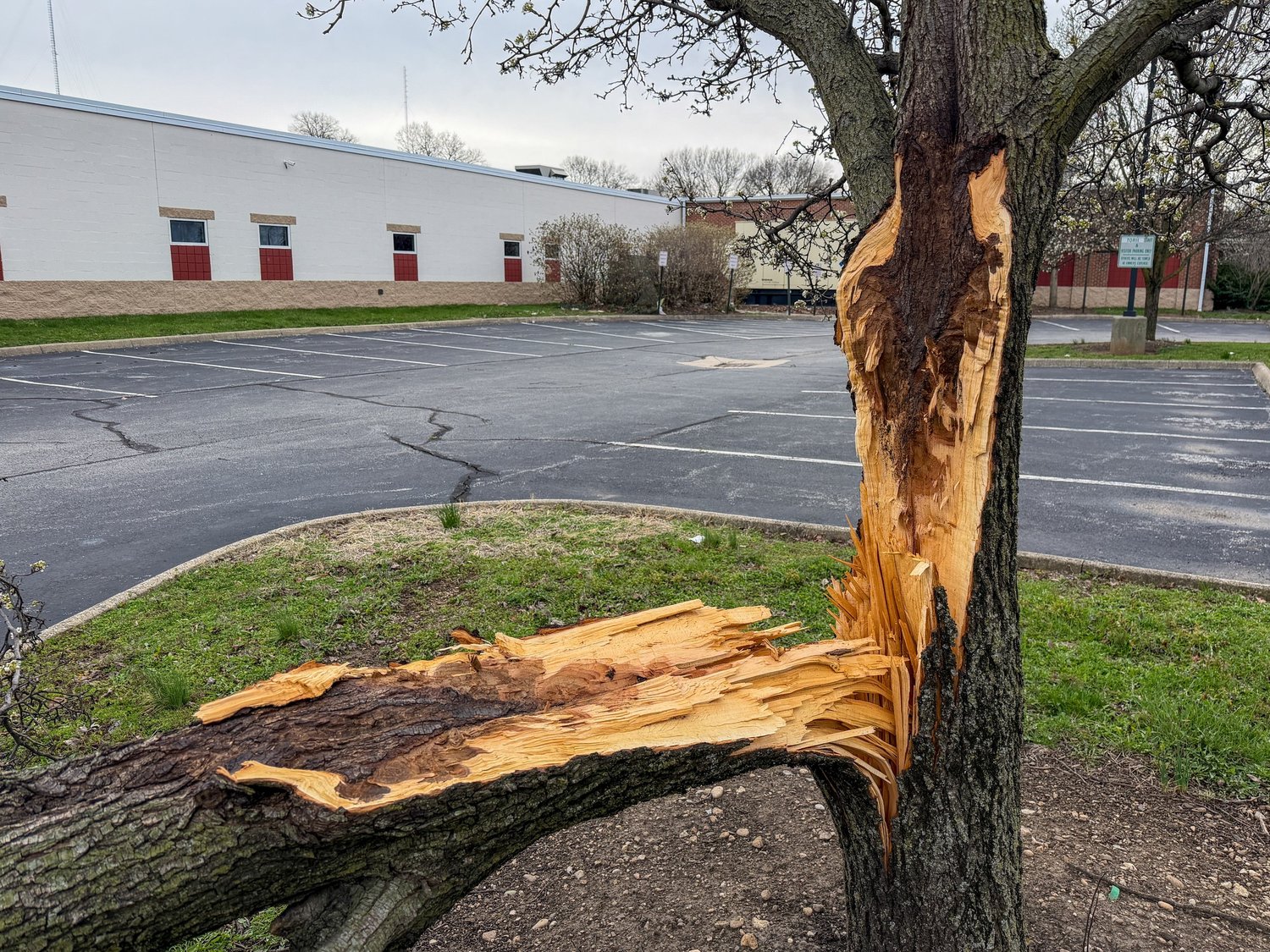 Russell Tree Experts — The Invasive & Illegal Callery Pear