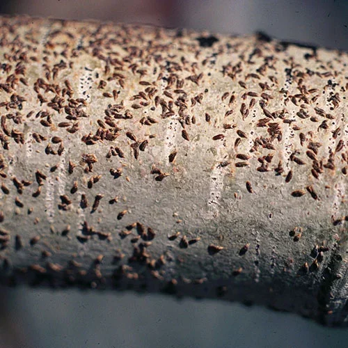  Oystershell Scale  
Common Hosts: Crabapple, Pear, Honeylocust