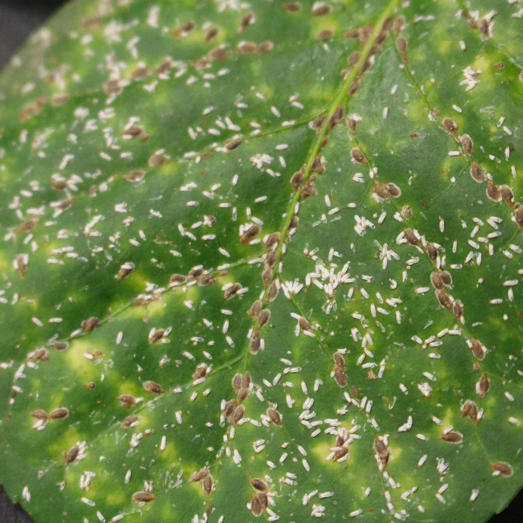  Winged Euonymus Scale  
Common Hosts: Burning Bush