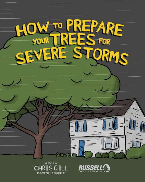 Russell Tree Experts — How to Prepare Your Trees for Severe Storms