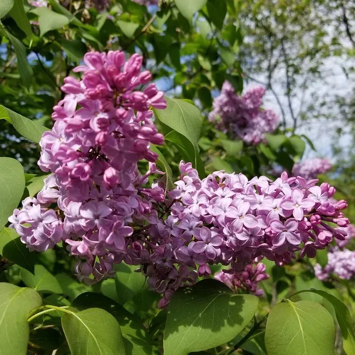  Lilac Borer  
Common Hosts: Old Fashioned Lilac