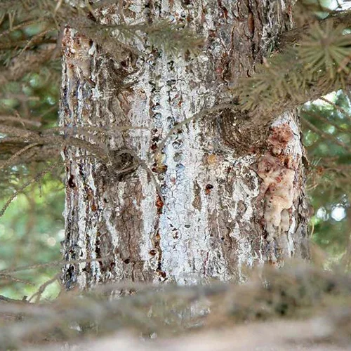  Pitch Mass Borer  
Common Hosts: Spruce