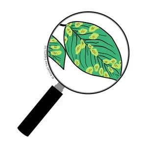  STEP 1 Inspect & Diagnose   
A Certified Arborist will evaluate the trees and shrubs on your property and propose a custom plan to treat any insect and disease issues. If needed, we will utilize a local horticulture laboratory to analyze tissue samp