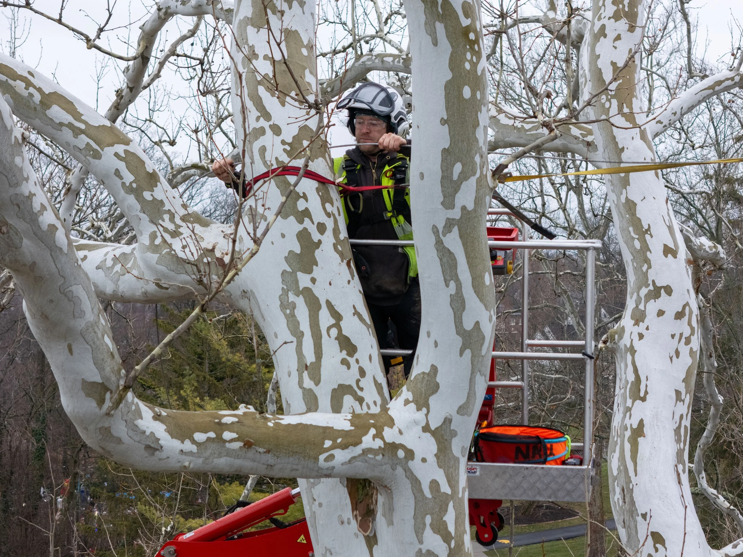 260106_RTE_P_Air3_Cambridge_PruningCabling_Edited-4.jpg