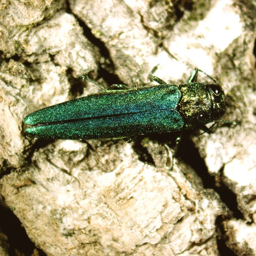  Emerald Ash Borer  
Common Hosts: Ash
  Treatment for this insect is included within the ITHM plan only for trees smaller than 10” in diameter 