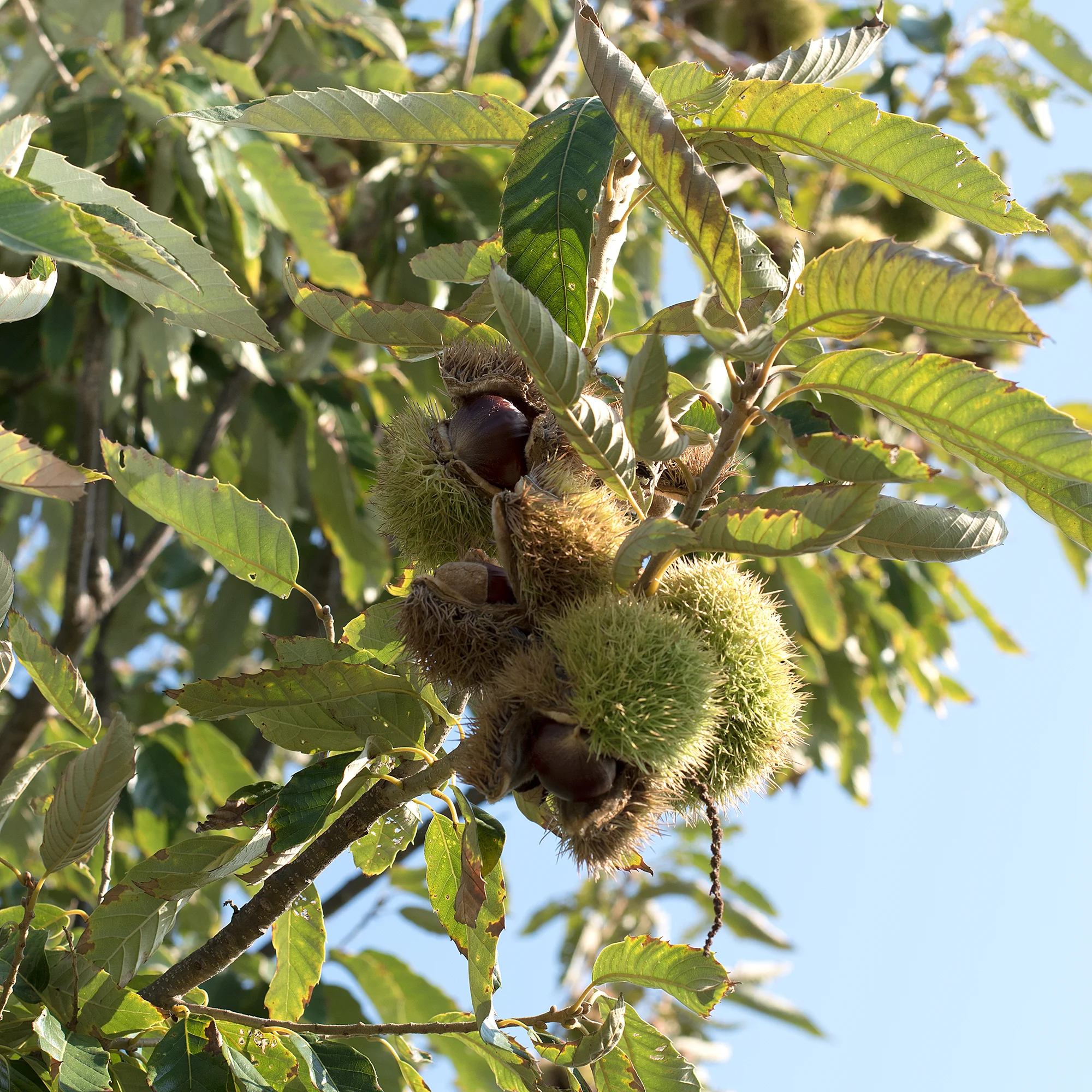 Chestnut1.jpg