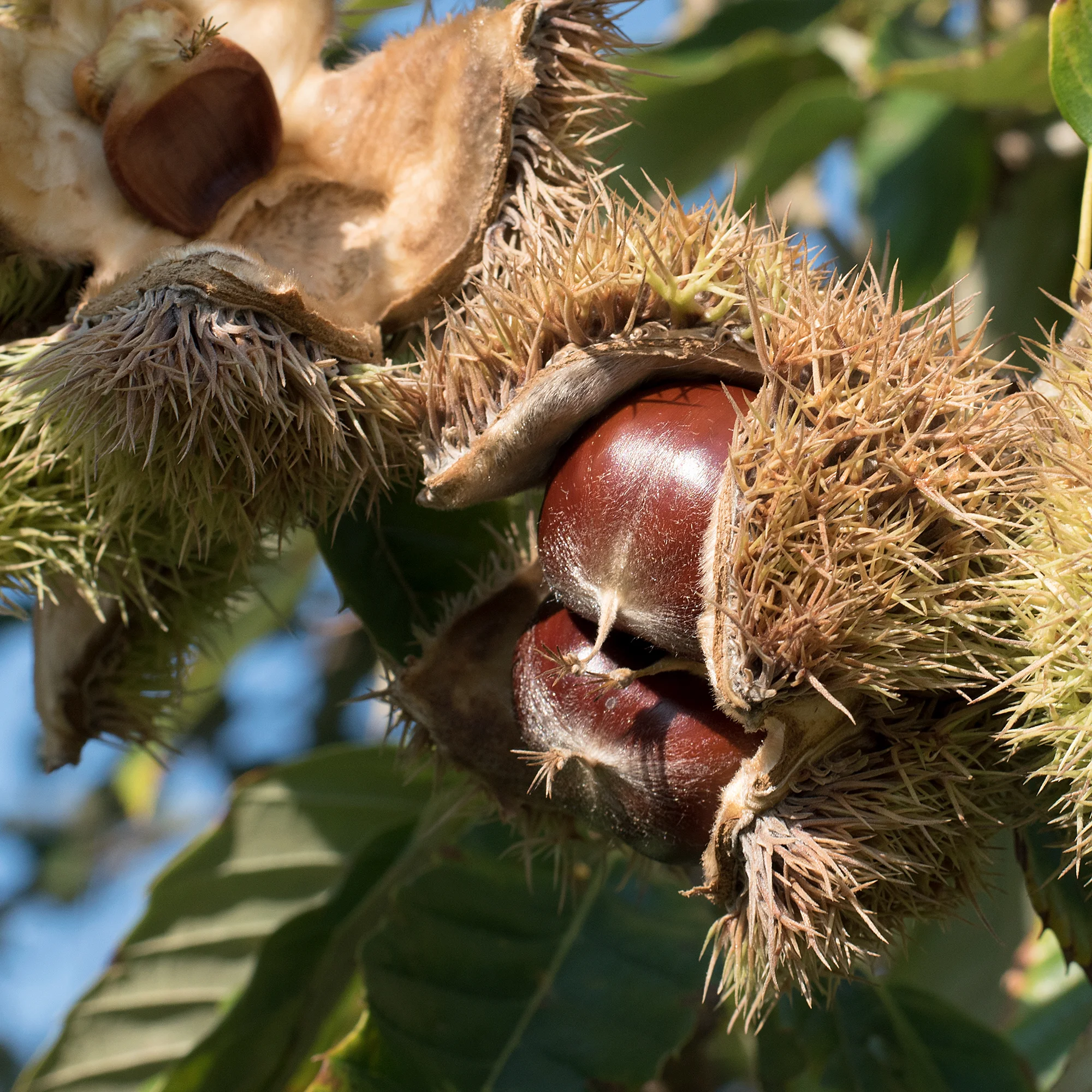 fresh chestnuts