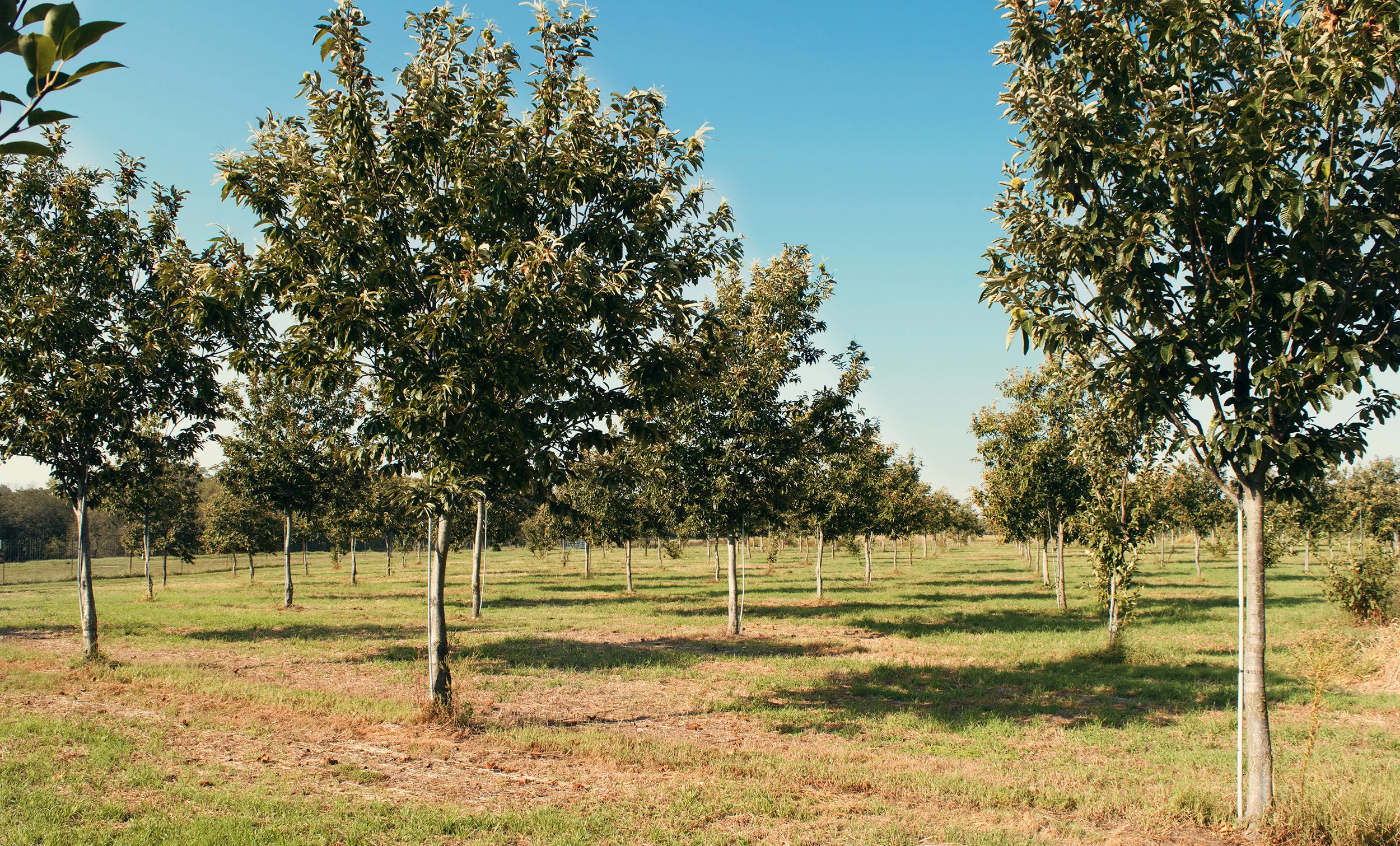 Fresh Chestnut Farm