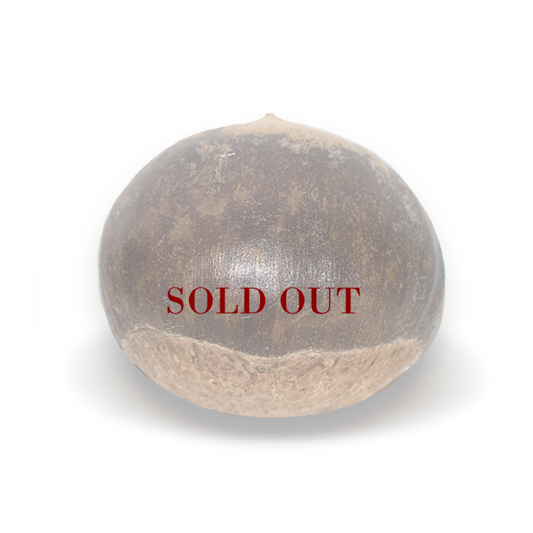 Jumbo Chestnuts