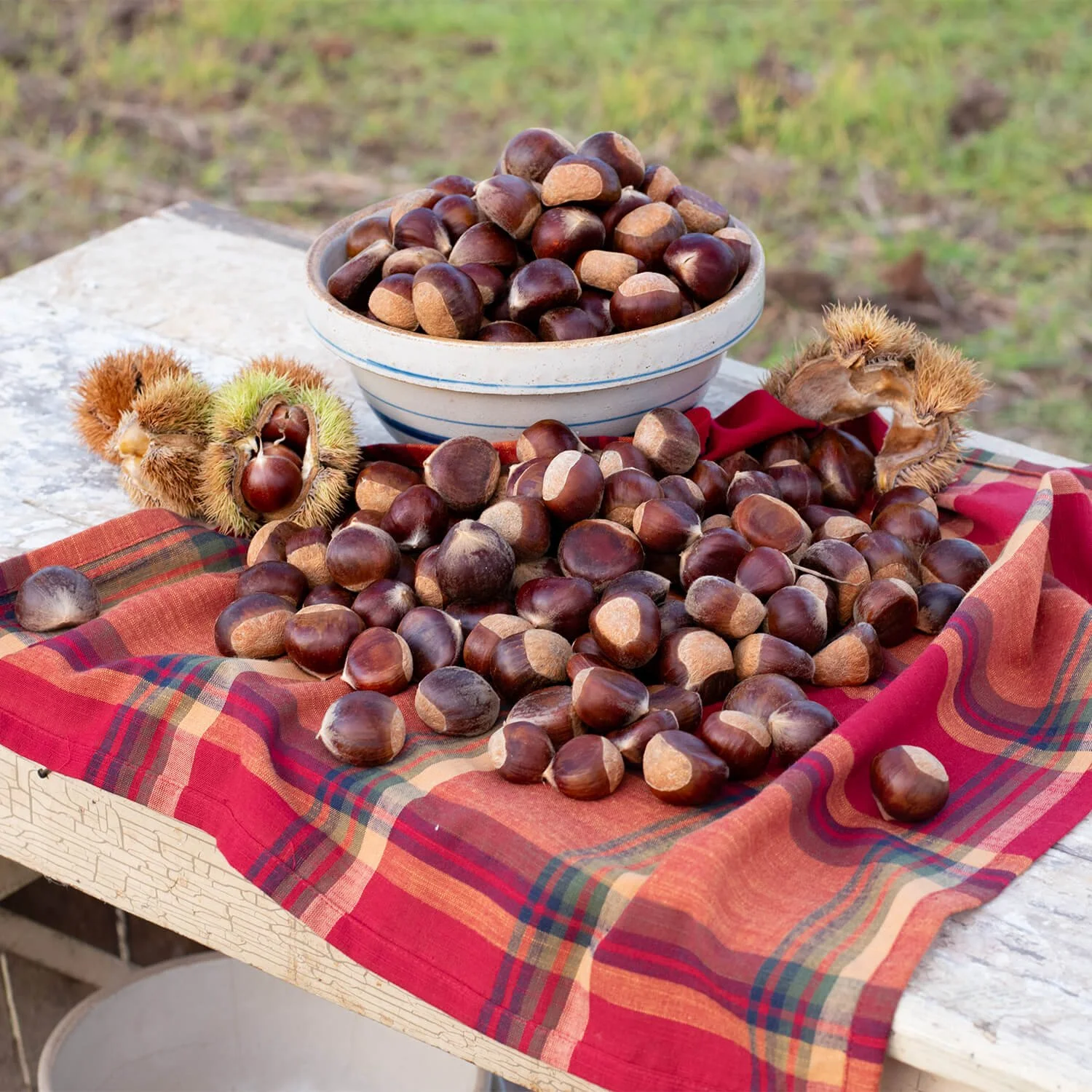 Fresh Chestnuts from the Farm