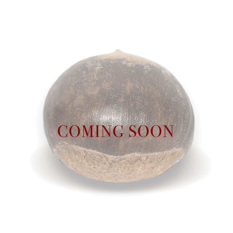 Jumbo Chestnuts