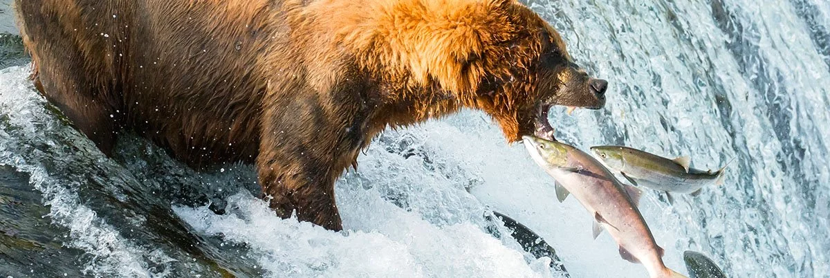 Ep. 46 Two Mistakes to Avoid During Bear Markets