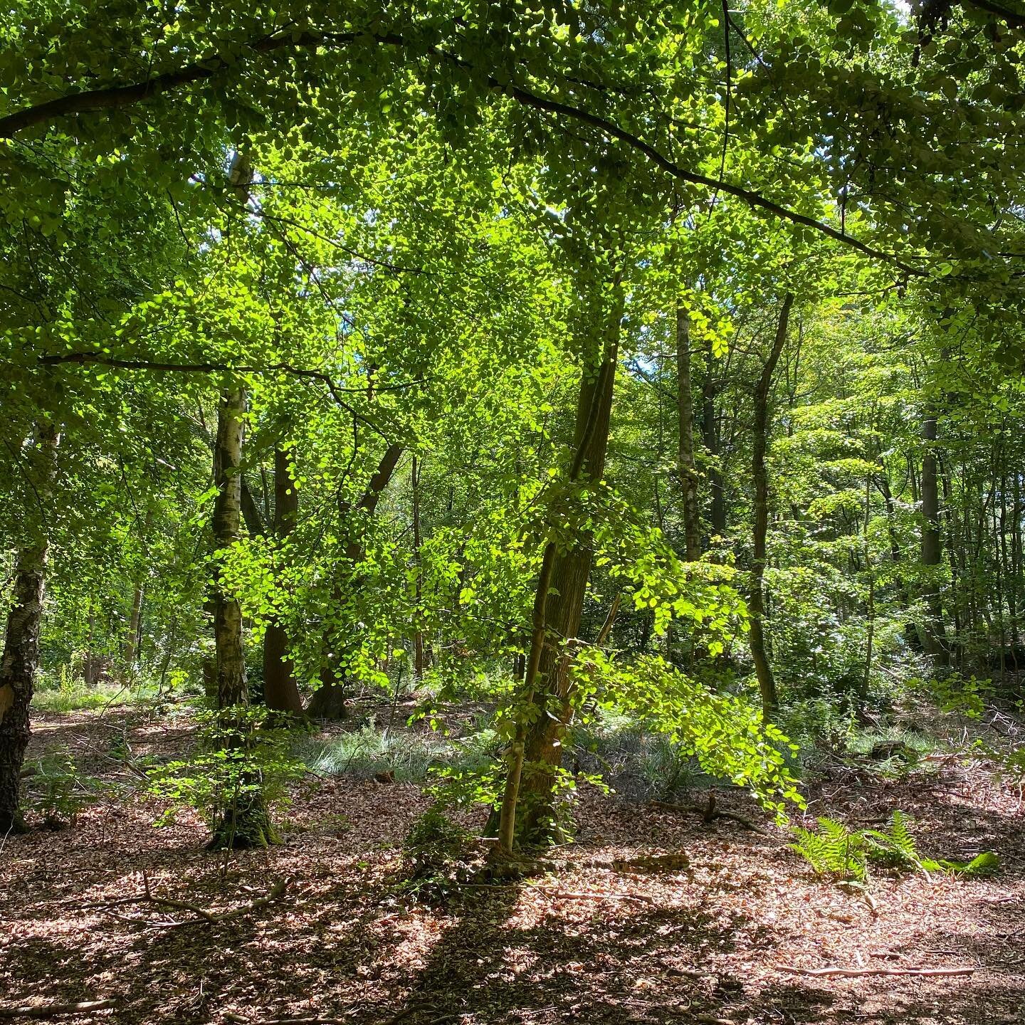 natural summer shade in Prices Hill Wood #penyffordd