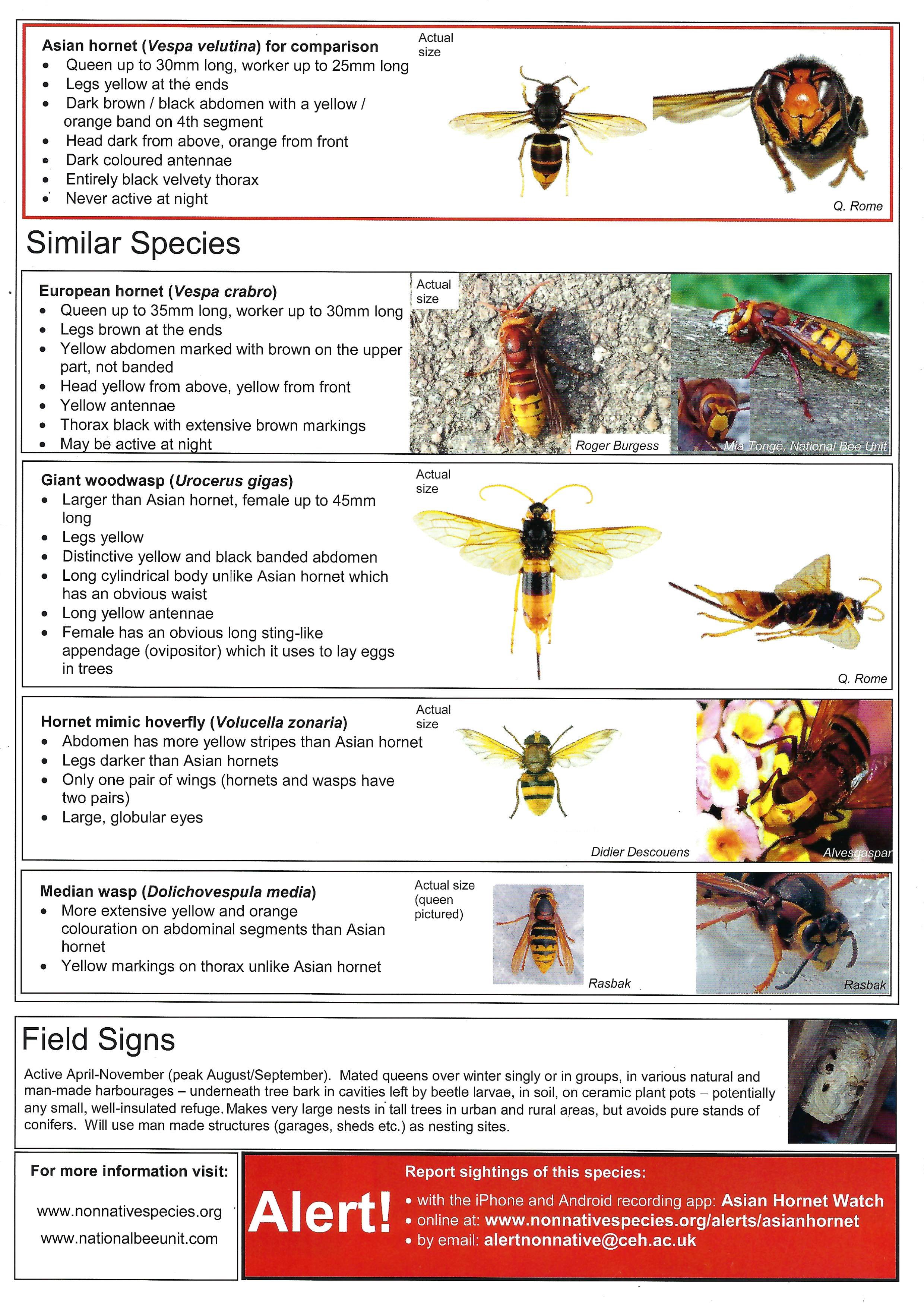 Asian Hornet Information - June 2026_Page_2.jpg