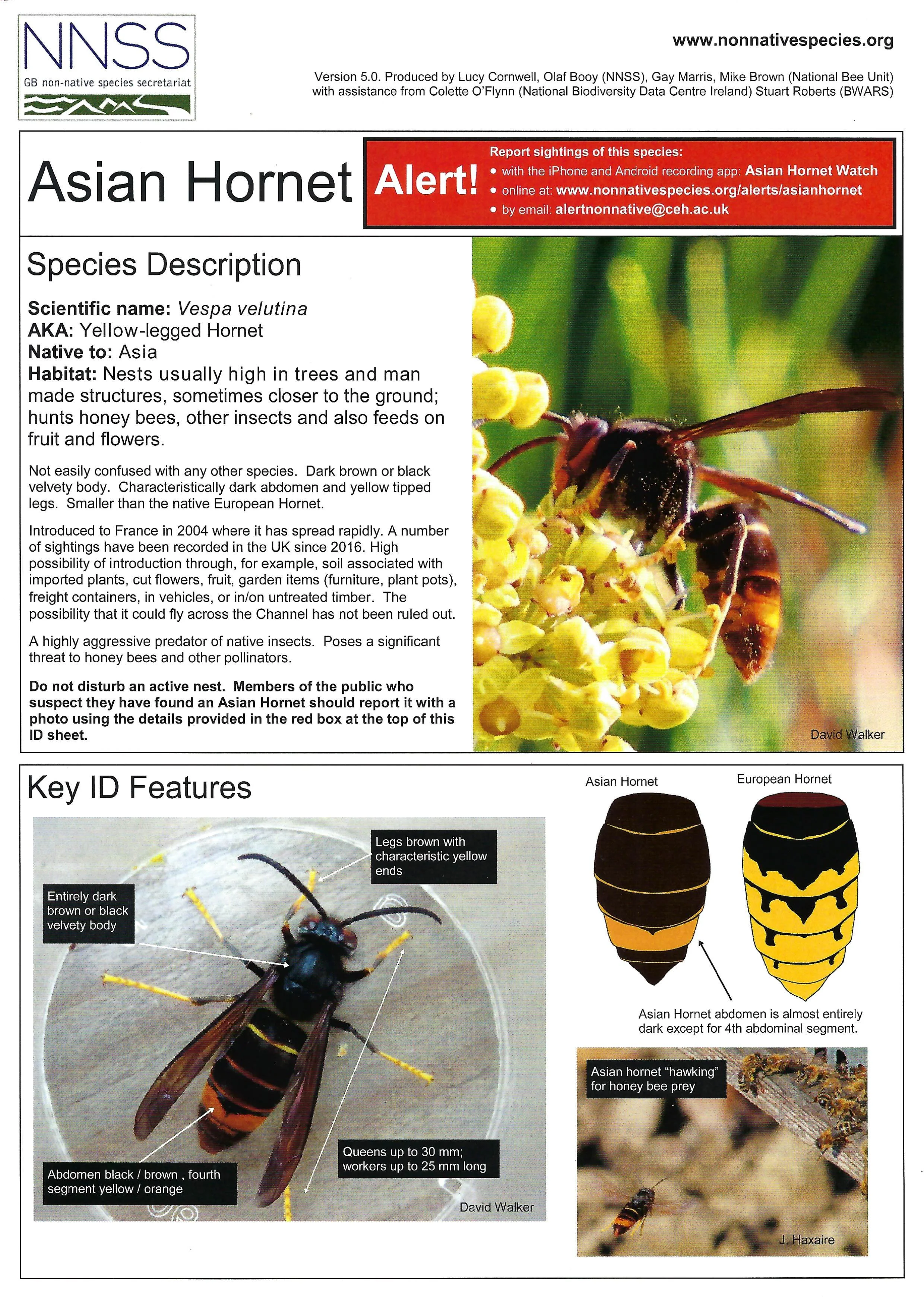 Asian Hornet Information - June 2026_Page_1.jpg