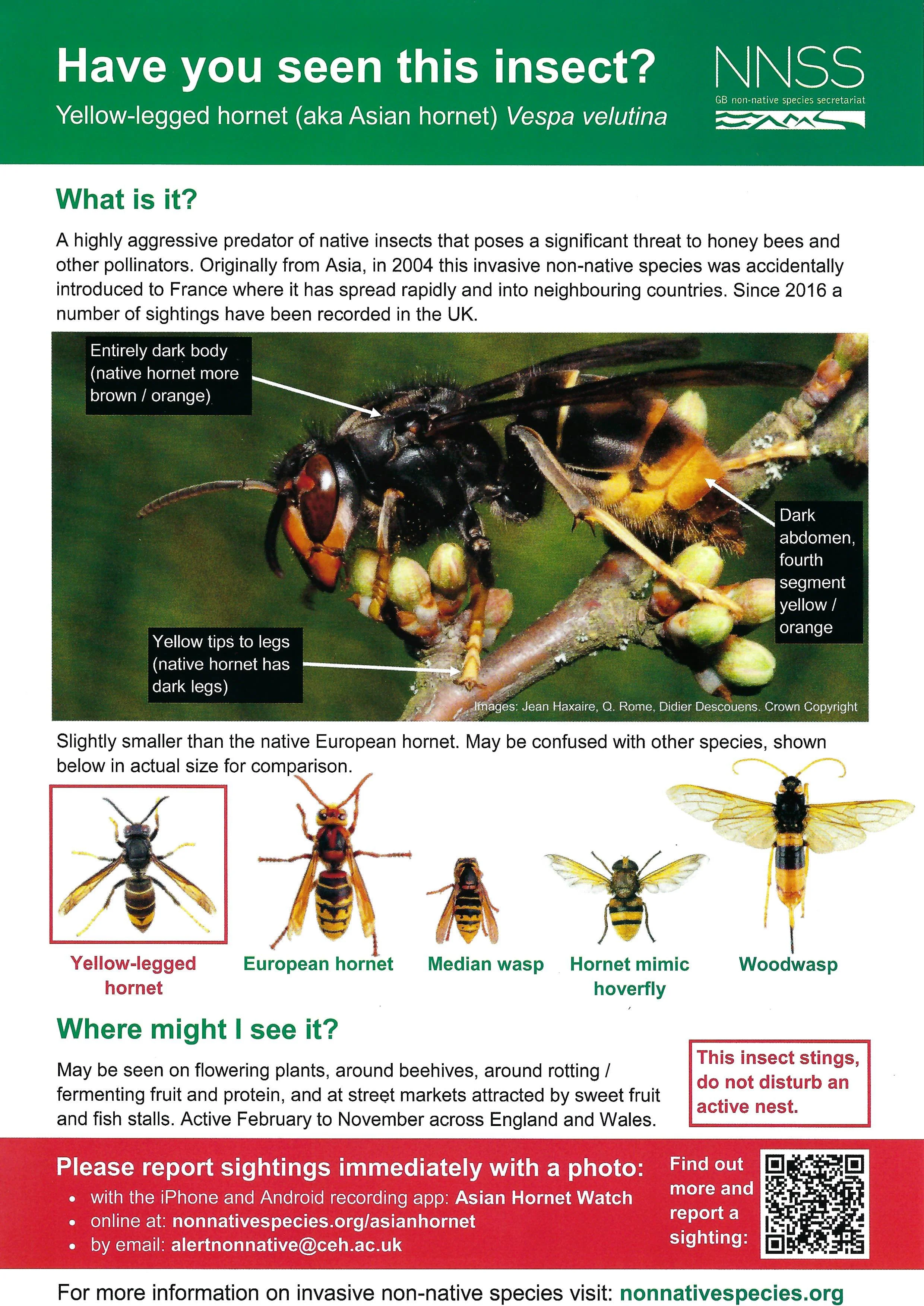 Asian Hornet Poster - June 2026.jpg