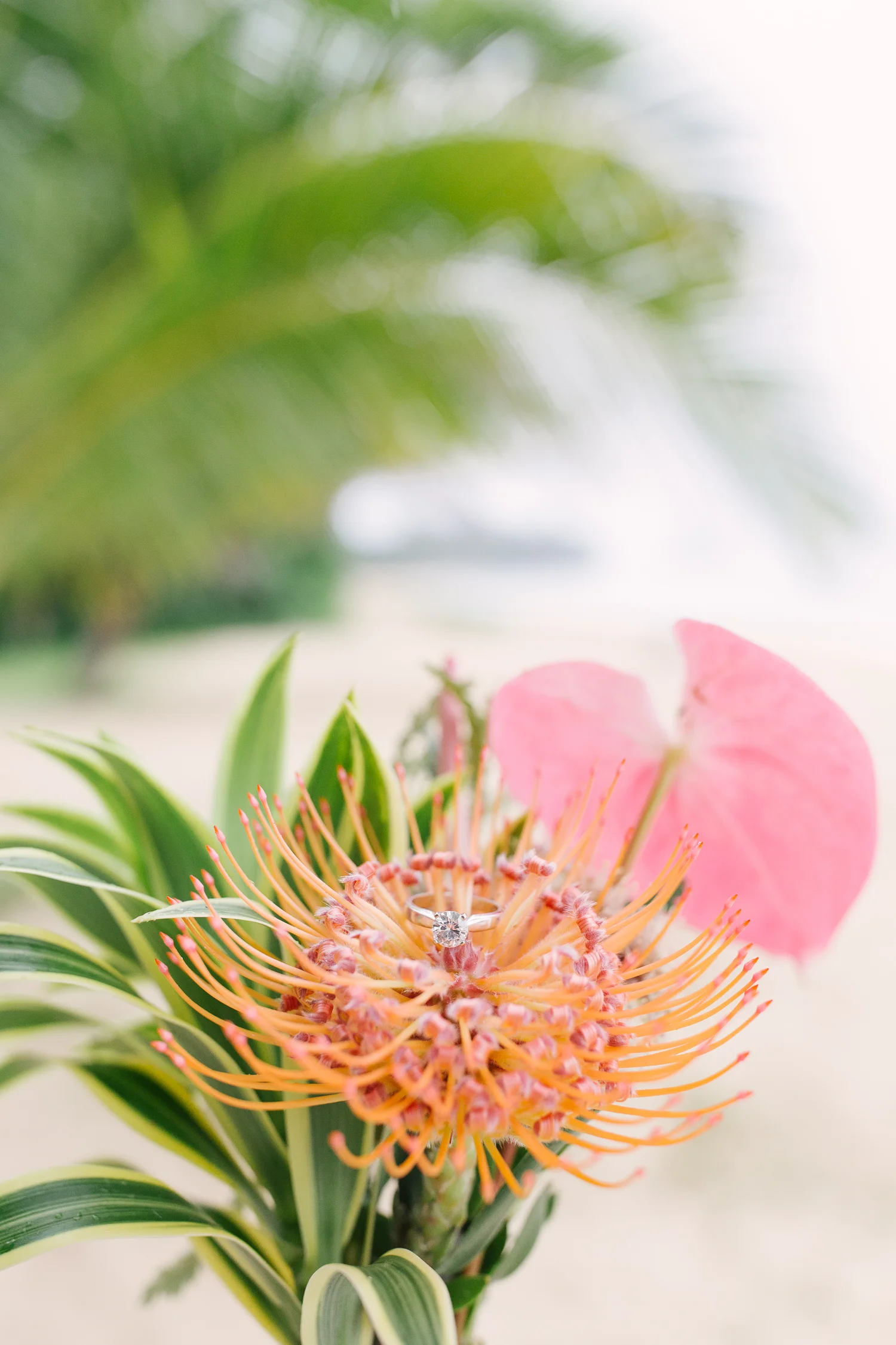 Picked this super cute mini bouq at Paiko Flowers while I was grabbing coffee earlier that day at Arvo. 