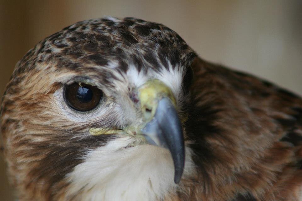 Find Us  Hawkridge Bird of Prey Centre